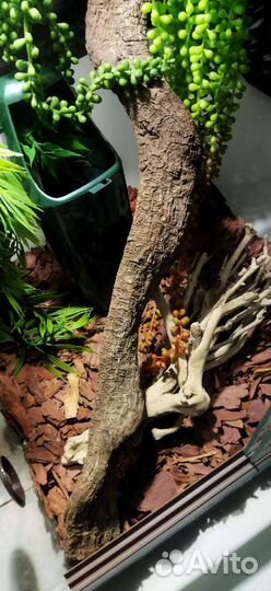 Хамелеон и террариум (новый в упаковке)