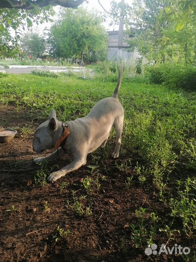Стандартный бультерьер