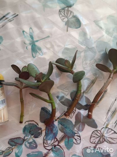 Отростки алое, толстянки (денежного дерева)