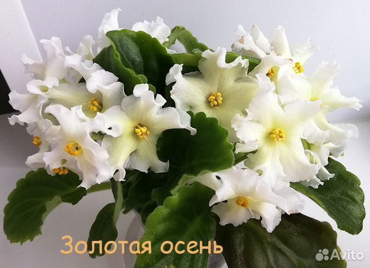 Комнатные домашние растения