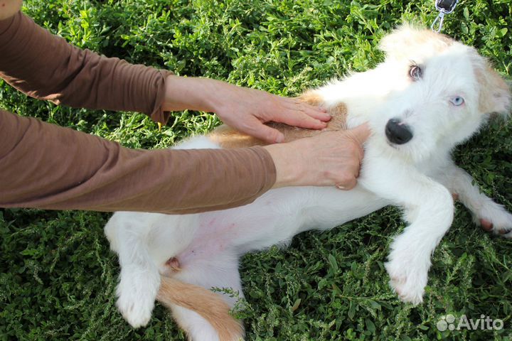 Никуся (4-5 мес) с разноцветными глазками ищет дом