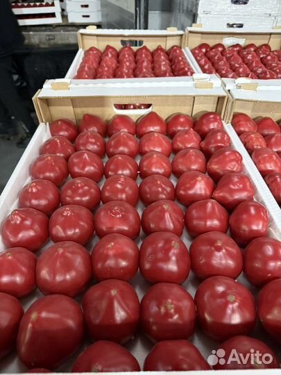 Помидоры оптом