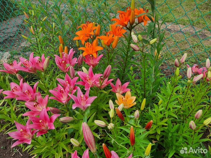 Луковициы лилии алой