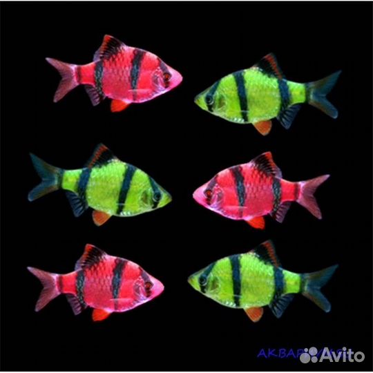 Аквариумные рыбки