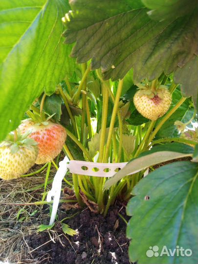 Держатель для клубники, цветов