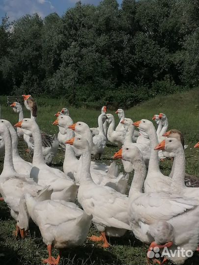 Холмогорские гуси