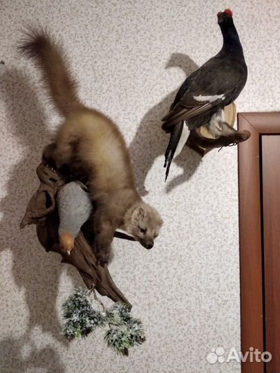 Чучела зверей и птиц