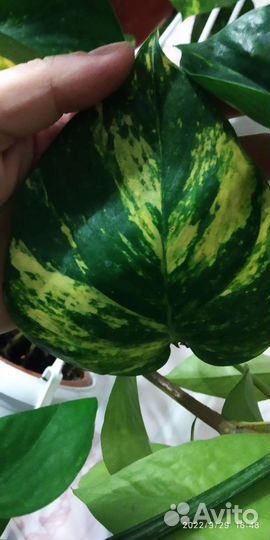 Эпипремнум Пиннатум жёлтый