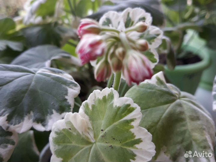 Герань пеларгония