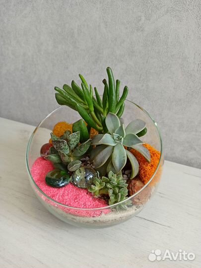 Живой подарок на заказ - флорариум