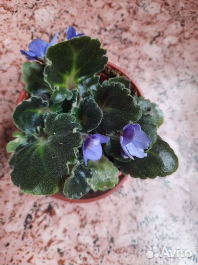 Фиалка сенполия
