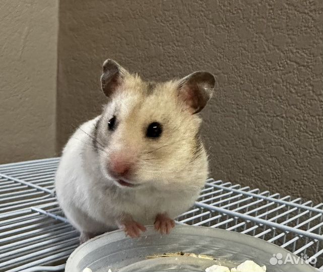 Сирийский хомяк