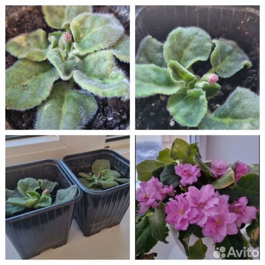 Детки сортовых фиалок