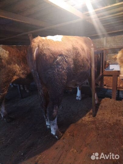Продажа бычков