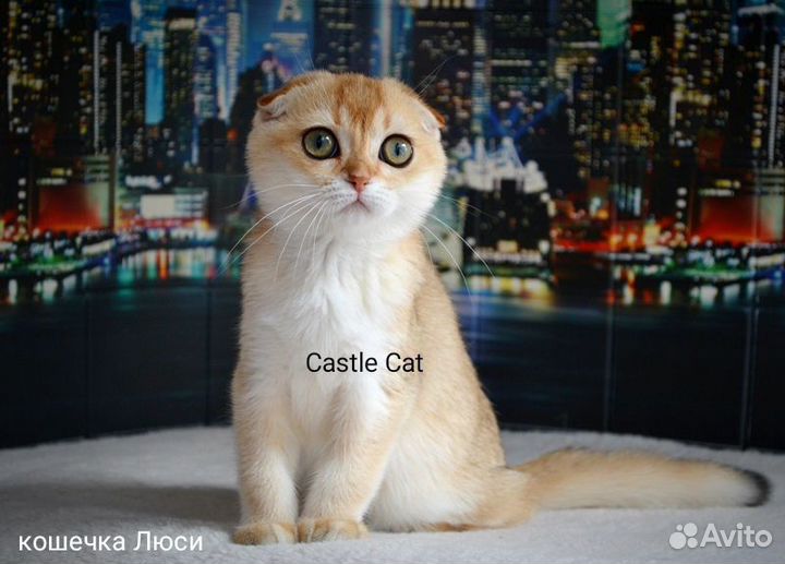 Очаровательные детки