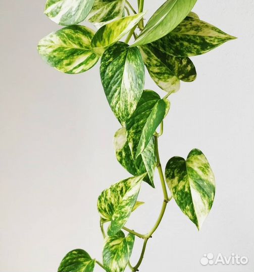 Эпипремнум тай вариегатный