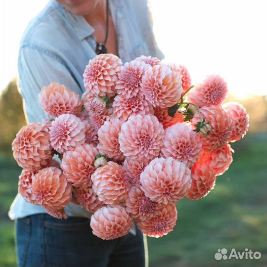 Свит Натали, Пичес