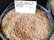 Зерно пшеницы, зерно ячмень
