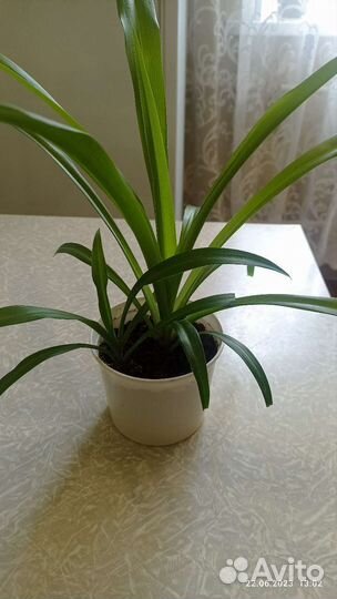 Аихризон-дерево любви, оксалис