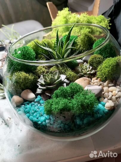 Флорариум суккуленты