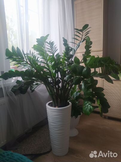 Замиокулькас