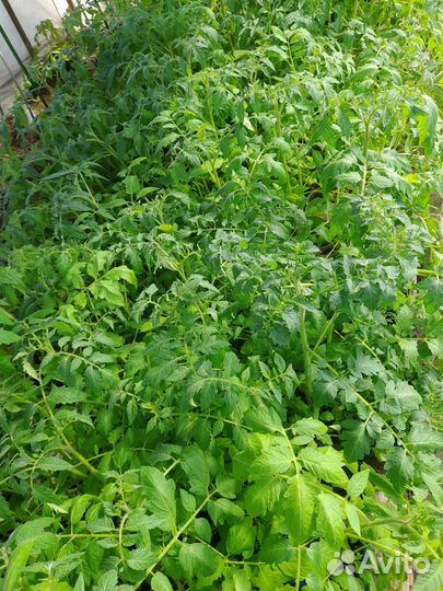 Рассада томатов.перцев.баклажанов