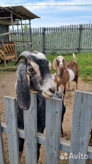 Англо нубийские козочки