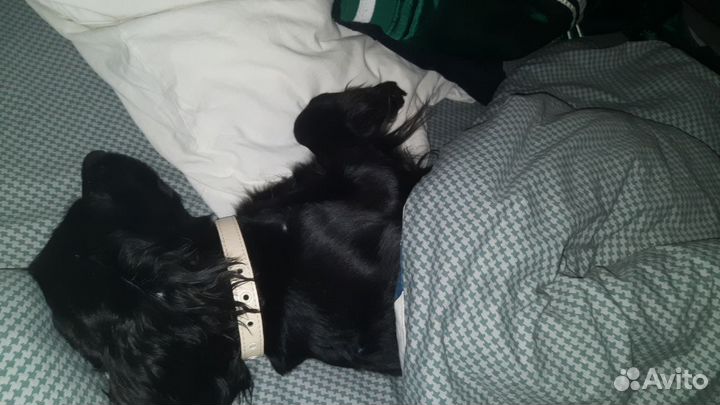 Русский спаниель