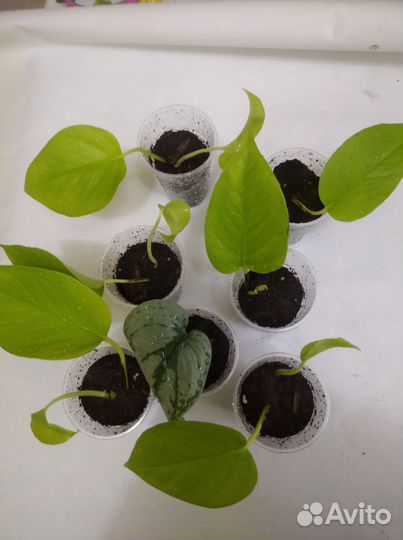 Сциндапсус