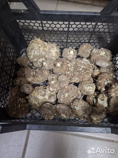 Луковицы каллы