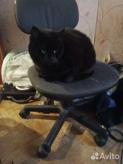 Возьму на передержку