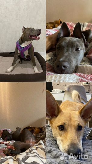 Передержка животных