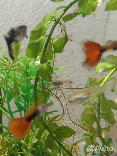 Украшения для аквариума