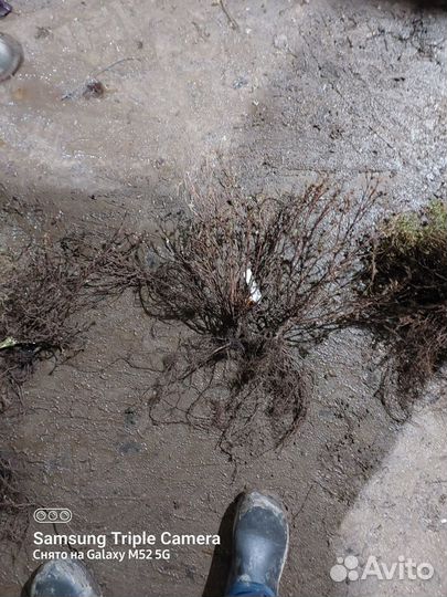 Саженцы гортензии,лапчатки,дёрен, спиреи окс оптом