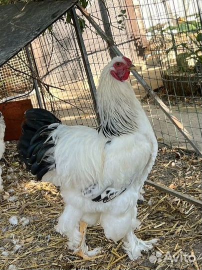 Петухи Брама Колумбийская