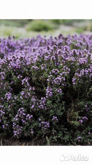 Тимьян (чабрец)