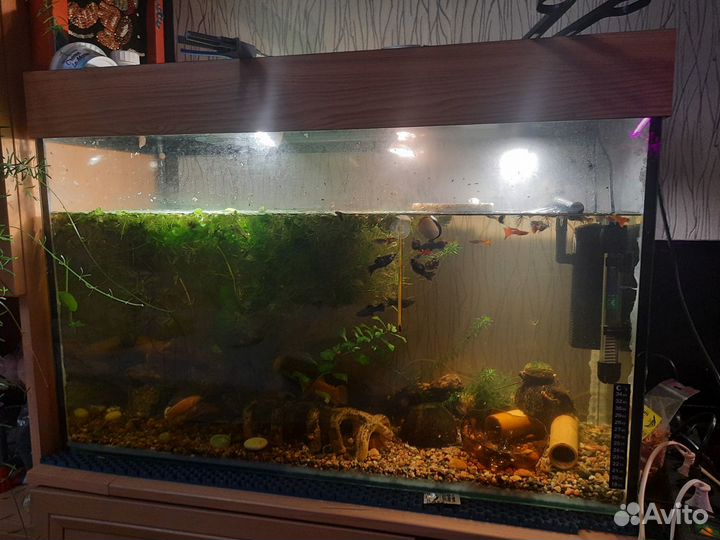 Аквариумные рыбки и растения улитки