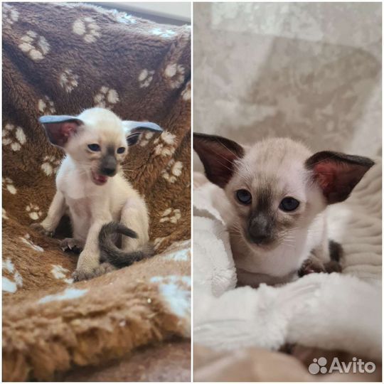 Экстрим котята с документами