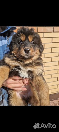 Продам щенков