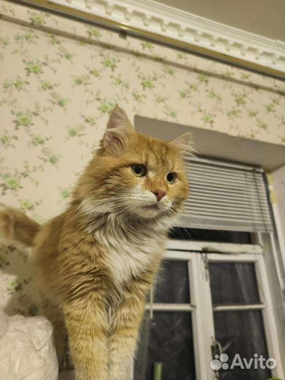 Рыжее счастье