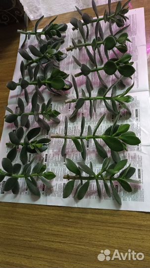 Толстянка, денежное дерево