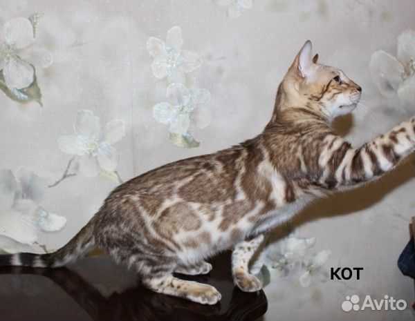 Бенгальские кошки