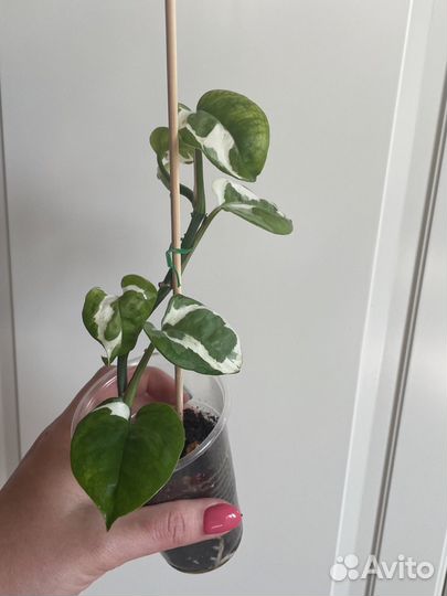 Сциндапсус эпипремнум