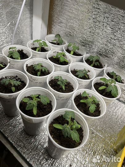 Рассада помидор черри