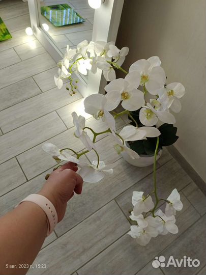 Орхидея декоративная