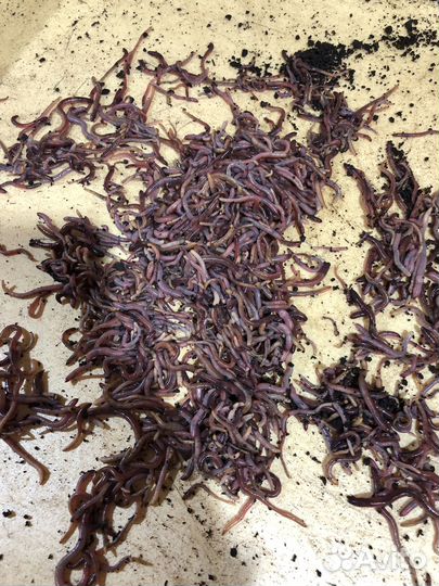 Черви дендробена