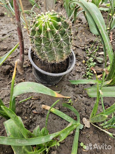 Кактус эхинопсис алоэ