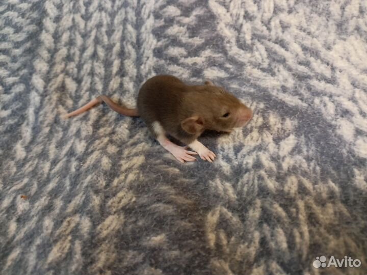 Крысы дамбо девочки Рекс и стандарт