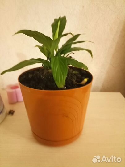 Комнатные цветы