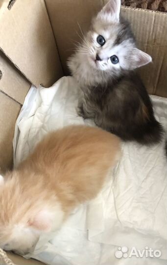 Котёнок с коротким хвостиком